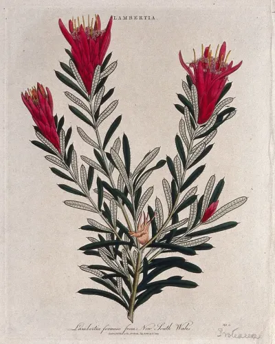A plant (Lambertia formosa): flowering stem