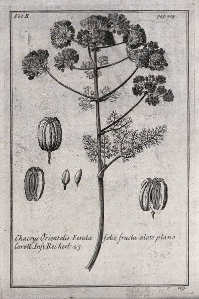 A plant (Laserpitium ferulaceum): flowering stem and floral segments