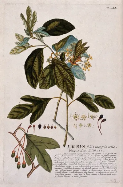 A plant (Laurus sp.) related to laurel: flowering, fruiting and leafy stems with detailed segments of flower and fruit