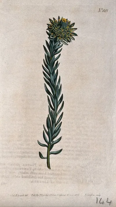 A plant (Leucadendron fusciflorum): flowering stem