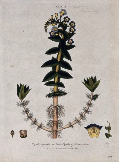 A plant (Limnophila racemosa): flowering stem and floral segments