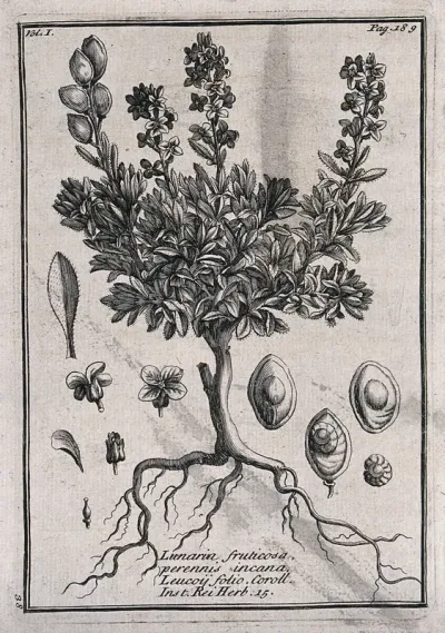A plant (Lunaria perennis), related to honesty: flowering plant with leaf and floral segments