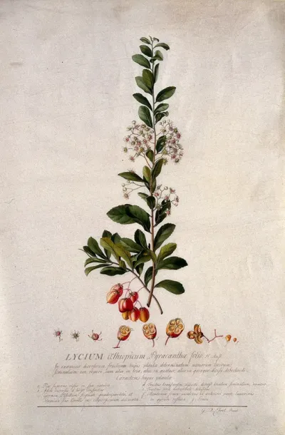 A plant (Lycium aethiopicum): flowering stem and floral segments