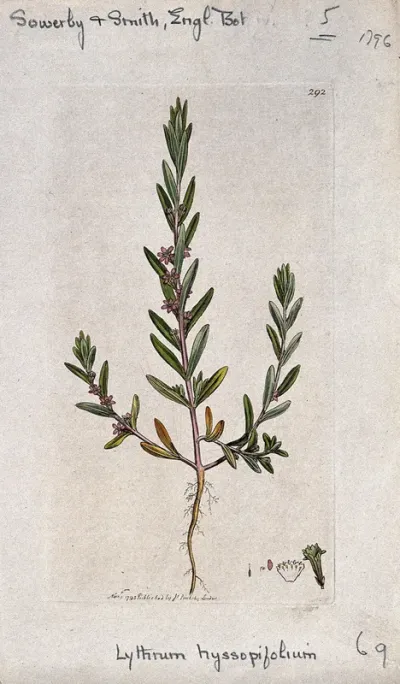 A plant (Lythrum hyssopifolia): entire flowering plant and floral segments