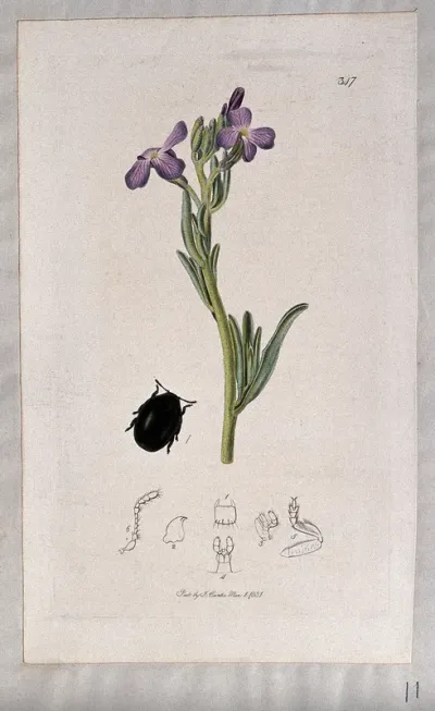 A plant (Matthiola sinuata) with an associated beetle and its anatomical segments