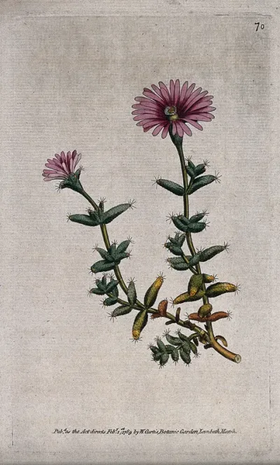 A plant (Mesembryanthemum barbatum): flowering stem