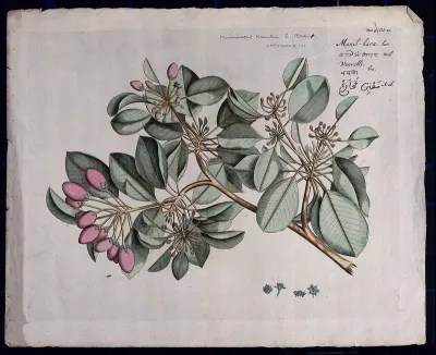 A plant (Mimusops elengi): branch with leaves, flowers and fruit and sections of flower