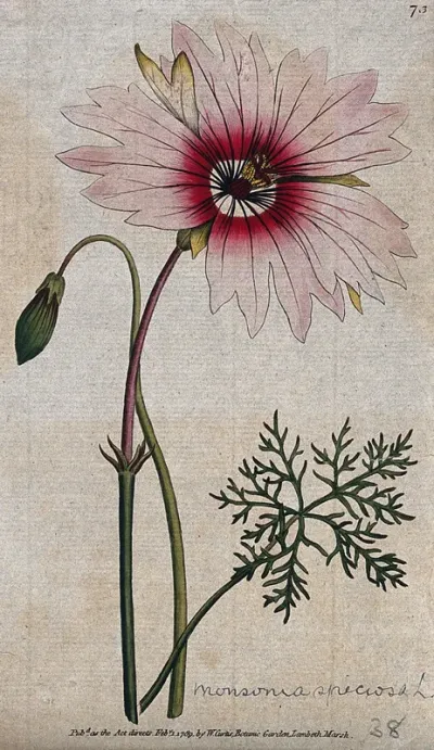 A plant (Monsonia speciosa): flowering stem and leaf Coloured engraving, c