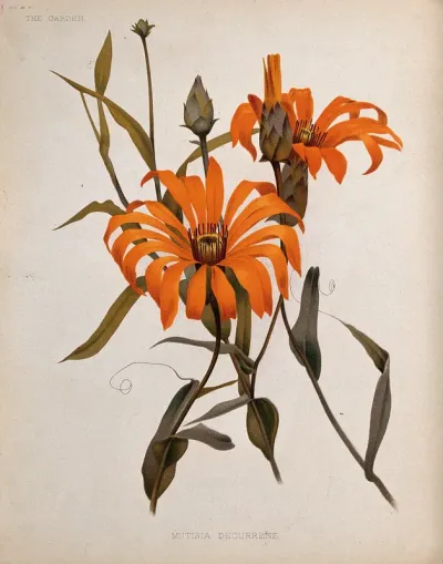 A plant (Mutisia decurrens): flowering stems