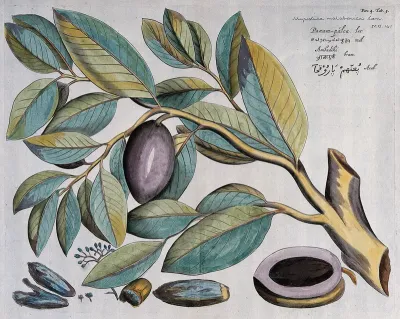A plant (Myristica malabarica): branch with fruit, kernels, flowers and floral segments