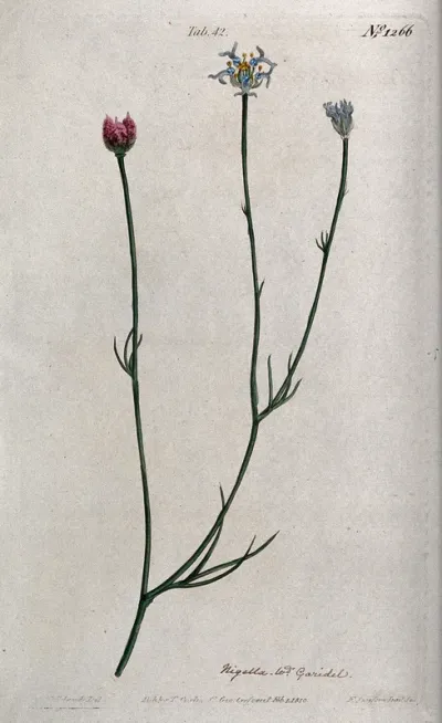 A plant (Nigella nigellastrum): flowering stem