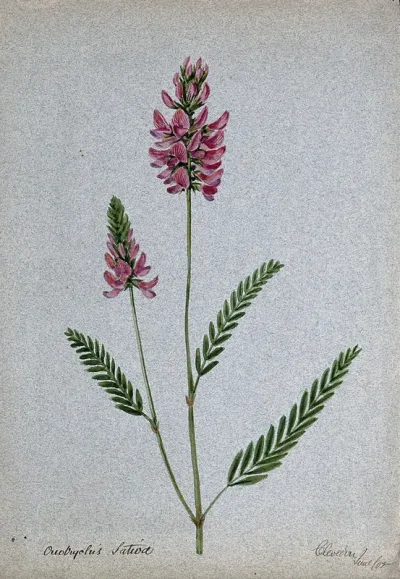A plant (Onobrychis sativa) related to holy clover): flowering stem