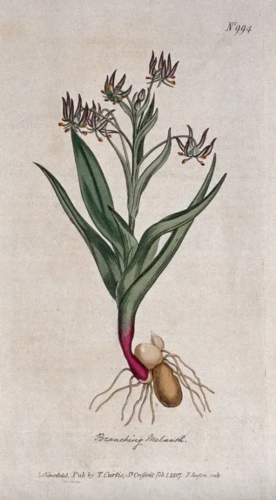 A plant (Ornithoglossum glaucum): flowering plant