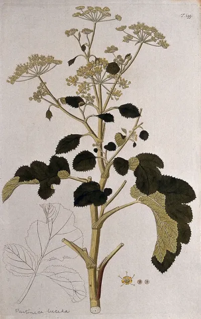 A plant (Pastinaca lucida) related to parsnip: flowering and fruiting stem with separate flower, fruit and uncoloured leaf