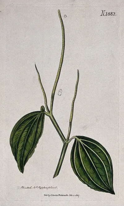 A plant (Peperomia acuminata): flowering stem