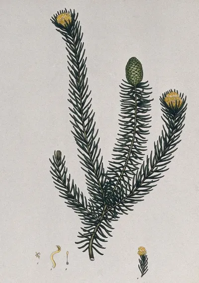 A plant (Petrophila teretifolia): flowering and fruiting stem with floral segments
