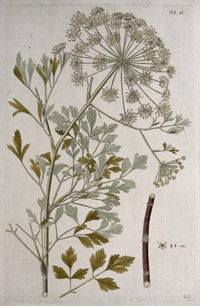 A plant (Peucedanum galbanum Benth.) related to hog fennel: flowering stem with separate leaf, stalk and floral segments