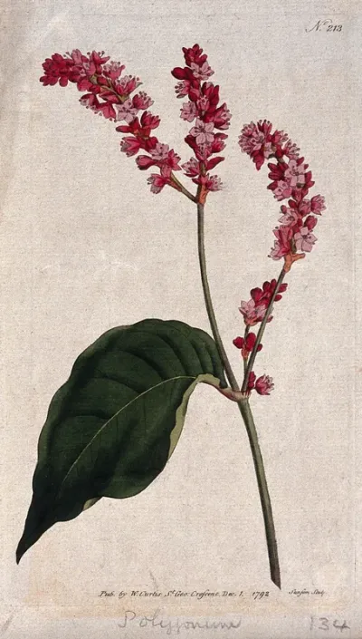 A plant (Polygonum orientale): flowering stem