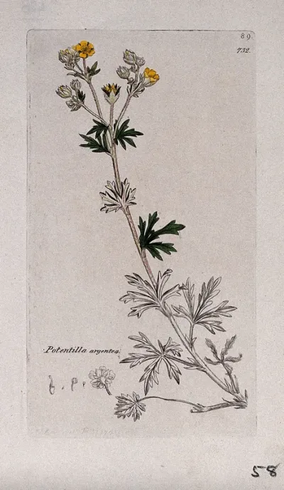 A plant (Potentilla argentea): flowering stem and floral segments