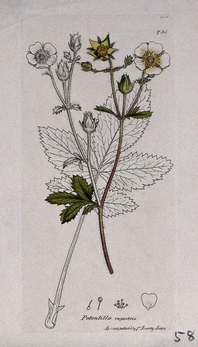 A plant (Potentilla rupestris): flowering stem, leaf and floral segments