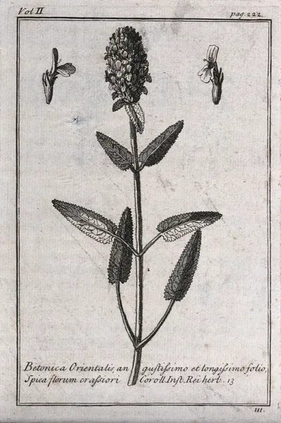 A plant related to betony (Stachys sp.): flowering stem and floral segments