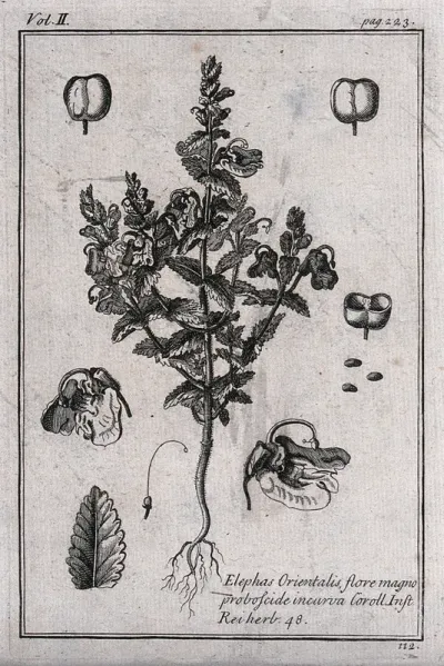 A plant related to hay rattle (Rhinanthus orientalis): flowering plant and floral segments
