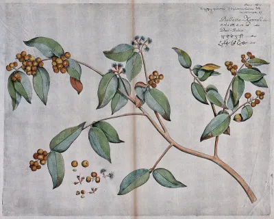 A plant related to the clove tree (Eugenia species): flowering and fruiting stem and separate flowers, fruit and seed
