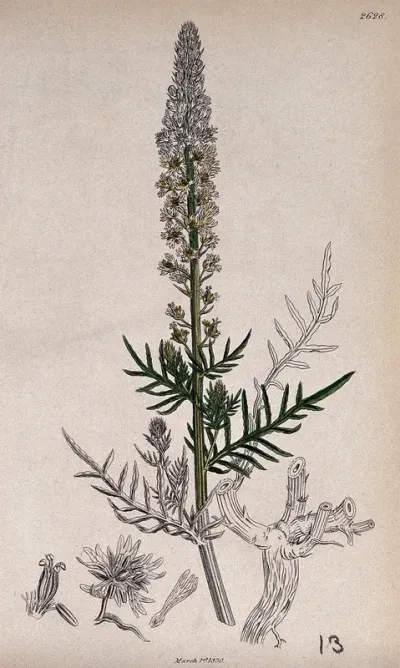 A plant (Reseda fruticulosa) related to wild mignonette: flowering stem with floral segments