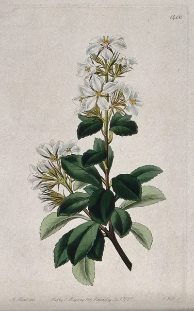 A plant (Rhaphiolepis indica): flowering stem