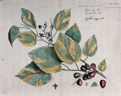 A plant (Rumphia amboiensis): branch with flowers and fruit, seed and cross-section of fruit