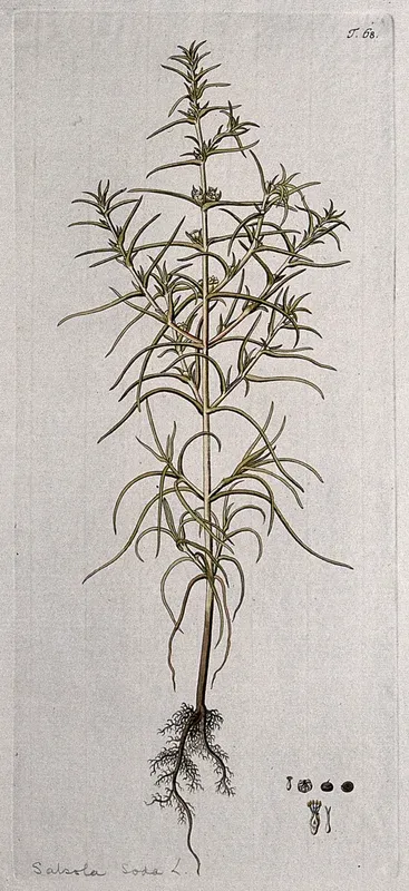 A plant (Salsola soda L.) related to saltwort: entire fruiting plant with separate segments of flower, fruit and seed