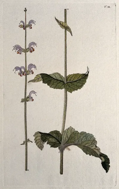 A plant (Salvia indica L.) related to sage: two sections of a flowering stem