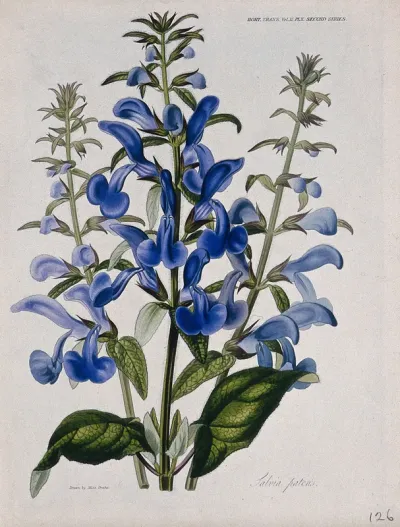 A plant (Salvia patens): flowering stems