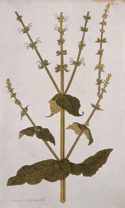 A plant (Salvia virgata Ait.) related to sage: flowering and fruiting stem with separate flowering shoot