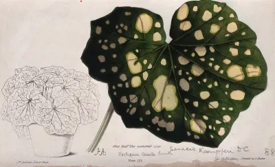 A plant (Senecio kaempferi): variegated leaf and entire potted plant
