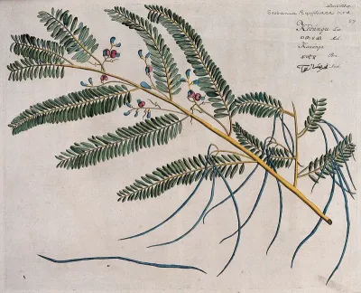 A plant (Sesbania sesban (L.) Merr.): branch with flowers and pods and separate pod and seed