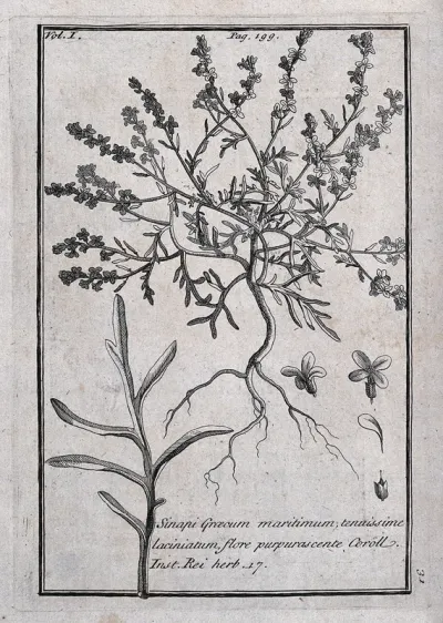 A plant (Sinapis species): flowering plant with leaf and floral segments