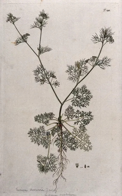 A plant (Sison ammi Jacq.) related to hedge sison: entire flowering and fruiting plant with separate flower and fruit