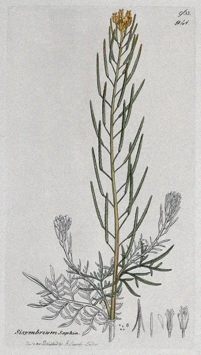 A plant (Sisymbrium sophia) related to hedge mustard: flowering stem and floral segments