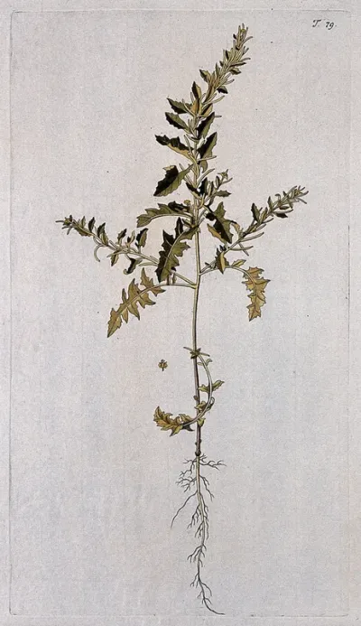 A plant (Sisymbrium sp.) related to hedge mustard: entire flowering plant