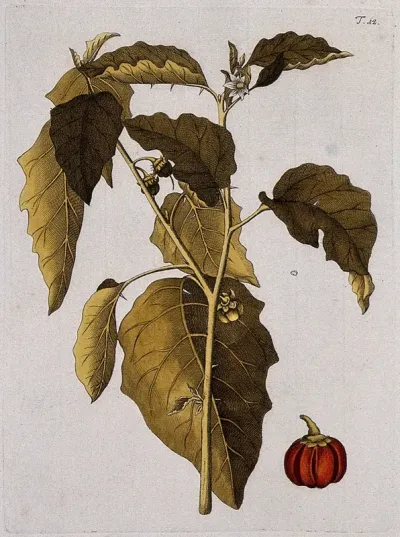A plant (Solanum aethiopicum L.): flowering and fruiting stem with separate fruit