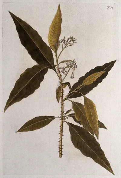 A plant (Solanum igneum L.): flowering stem