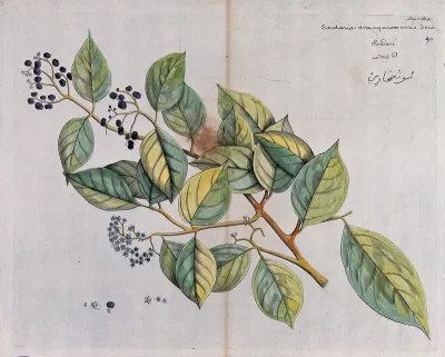 A plant (Sondaria cranganoorensis Denn.) Coloured line engraving