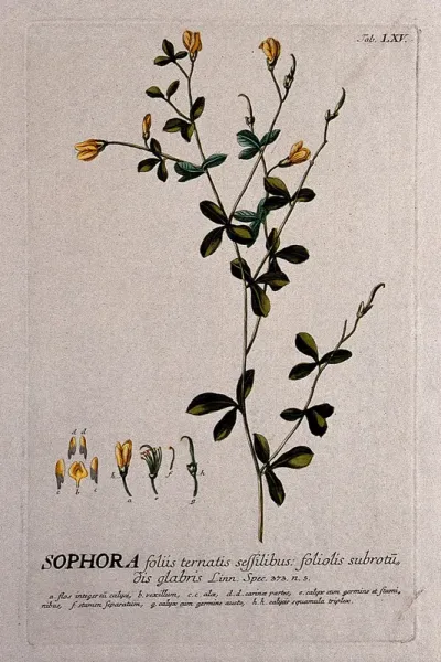 A plant (Sophora tinctoria) related to the pagoda tree: flowering and fruiting stem with separate floral segments