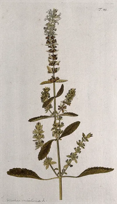 A plant (Stachys maritima L.) related to betony: flowering and fruiting stem