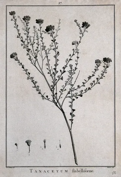 A plant (Tanacetum flabelliforme) related to feverfew: flowering stem and floral segments