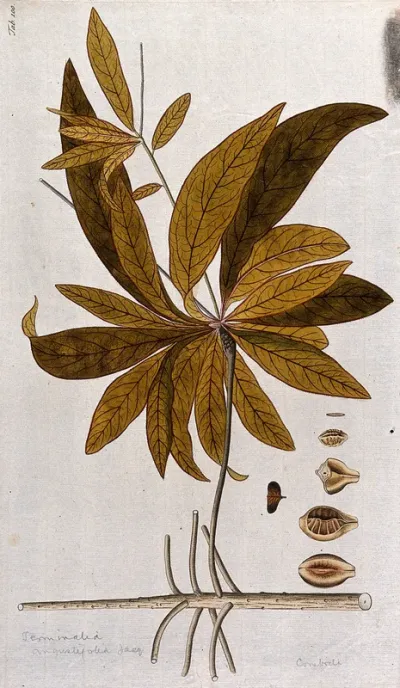 A plant (Terminalia angustifolia Jacq.) related to the Indian almond: leafy stem with separate segments of fruit and seed