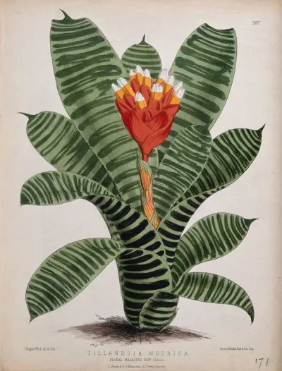 A plant (Tillandsia musaica): flowering stem