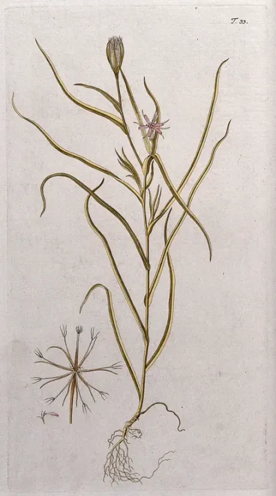 A plant (Tragopogon sp.): entire flowering and fruiting plant with separate flower and fruit