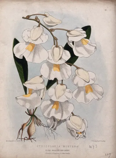 A plant (Utricularia montana): flowering stem